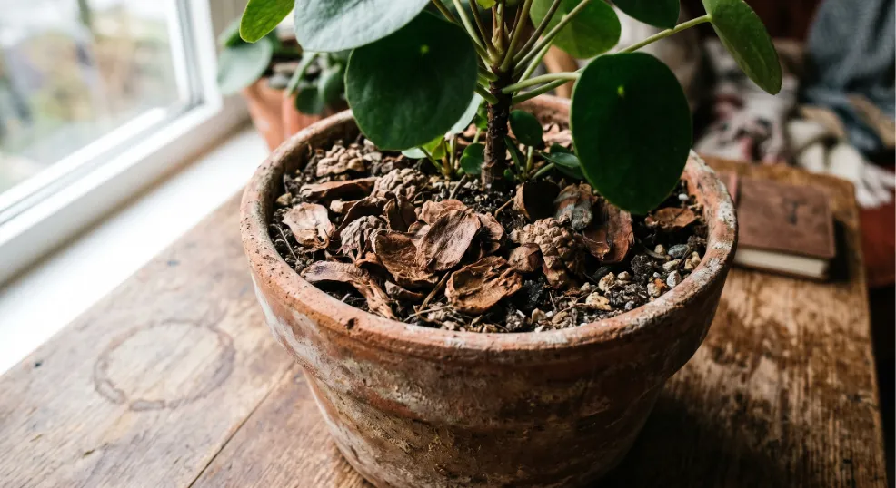 Close up of natural pine cone scales used as decorative and organic mulch around the base of an indoor potted plant in a terracotta pot.