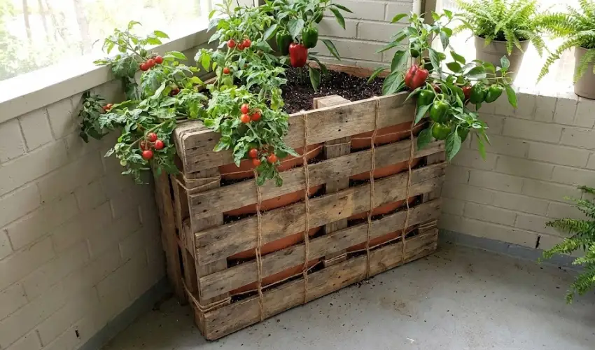 A no-cut DIY corner stack pallet planter filled with cherry tomato and pepper plants, secured with twine on a small balcony.