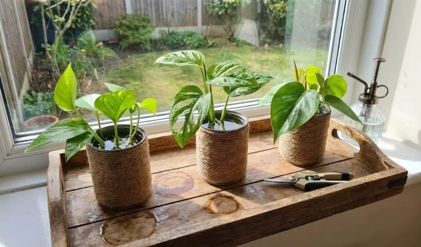 A rustic DIY plant propagation station featuring three jute-wrapped tin cans filled with water and pothos cuttings, sitting on a wooden tray on a windowsill.