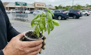 Free Grocery Store Basil: 5 Ways to Get Plants