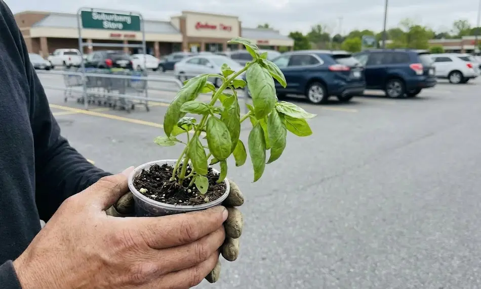 A pair of hands holding a rescued, slightly wilted basil plant in a small plastic pot, with a grocery store parking lot in the background.