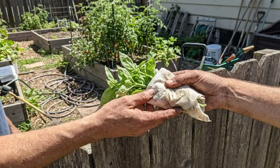 Two neighbors exchanging a bundle of fresh basil cuttings wrapped in a paper towel over a wooden backyard fence, with a vegetable garden visible in the background.