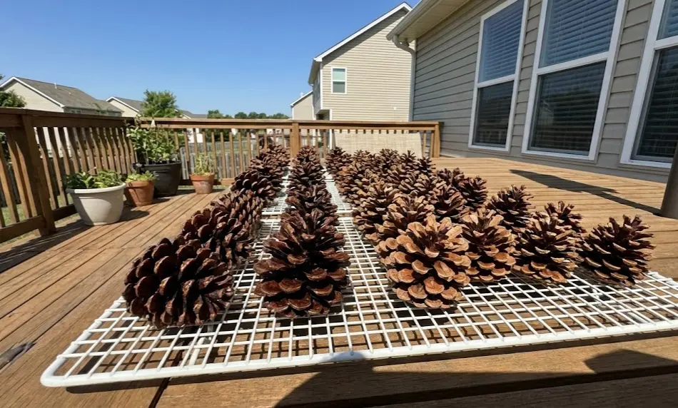 A batch of wet, dark brown pine cones with tightly closed scales arranged on a raised black metal cooling rack; newspaper is placed underneath the rack to catch water dripping from the cones.