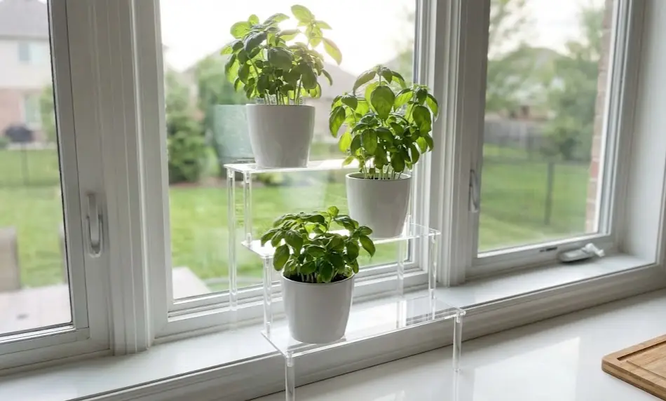 Three white ceramic pots containing fresh green basil plants arranged on a clear, three-tier acrylic riser stand on a clean white kitchen windowsill overlooking a backyard.