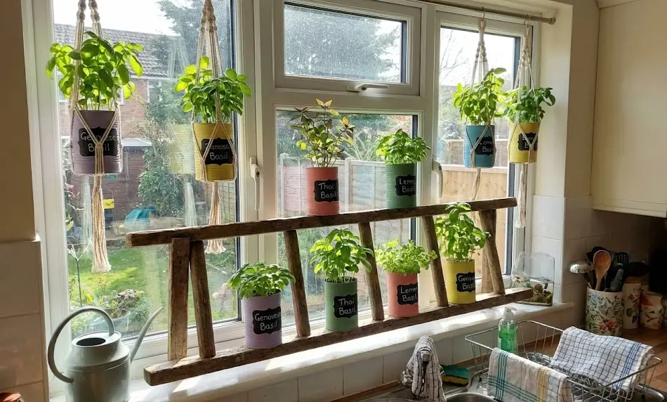 A sunny kitchen window styled with colorful, painted tin cans used as basil planters; four hang from the top frame in macrame holders, while five others sit on a rustic wooden ladder shelf spanning the windowsill.
