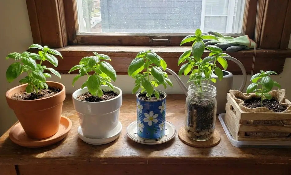 A side-by-side comparison of five different basil containers on a wooden windowsill: a terracotta pot, a white glazed ceramic planter, a blue painted tin can, a glass mason jar with rocks, and a small wooden crate lined with burlap.