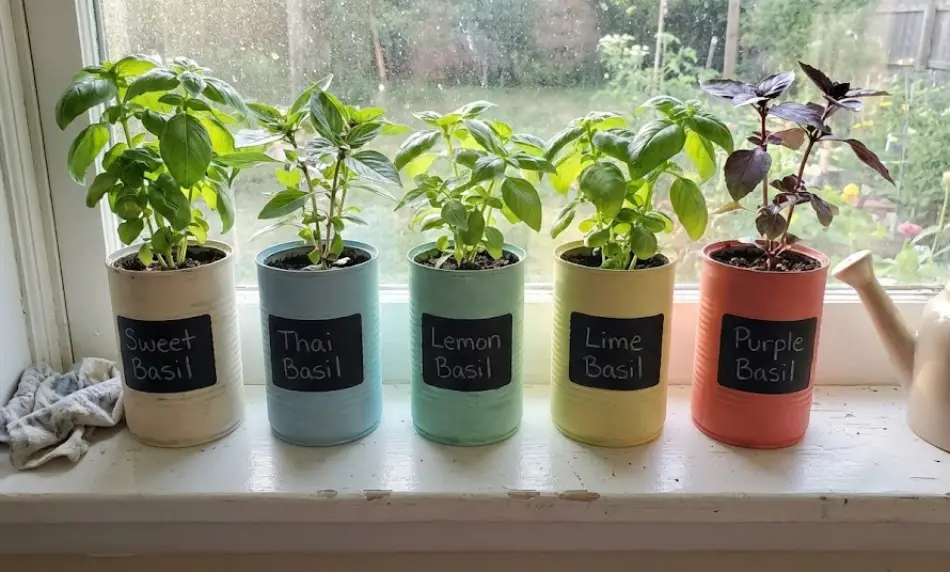 Five painted tin can planters arranged on a white windowsill, featuring pastel colors like cream, blue, teal, yellow, and coral. Each can holds a different basil variety (Sweet, Thai, Lemon, Lime, Purple) identified by a black chalkboard label on the front.