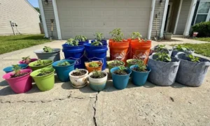 Cheap Containers for Plants: Budget Sourcing Hacks