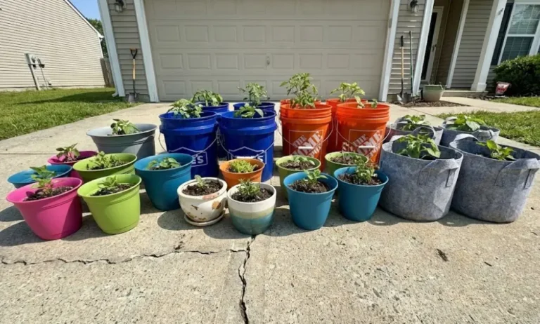 Cheap Containers for Plants: Budget Sourcing Hacks