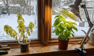 Fix Winter Indoor Basil Problems (Eco-Friendly)