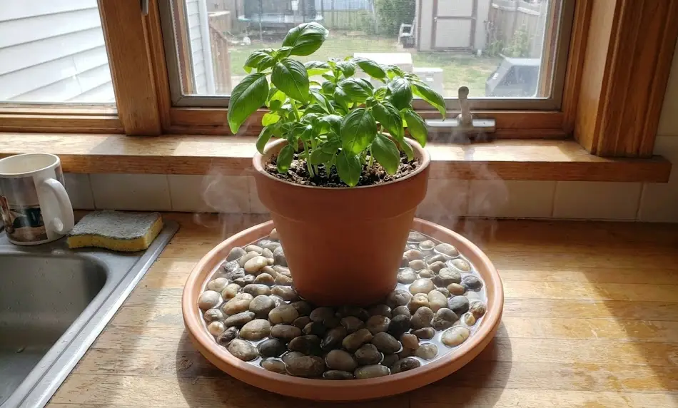 A terracotta pot containing a lush green basil plant sits on a saucer filled with wet river stones; white vapor rises from the tray to illustrate evaporation boosting humidity near a kitchen window.