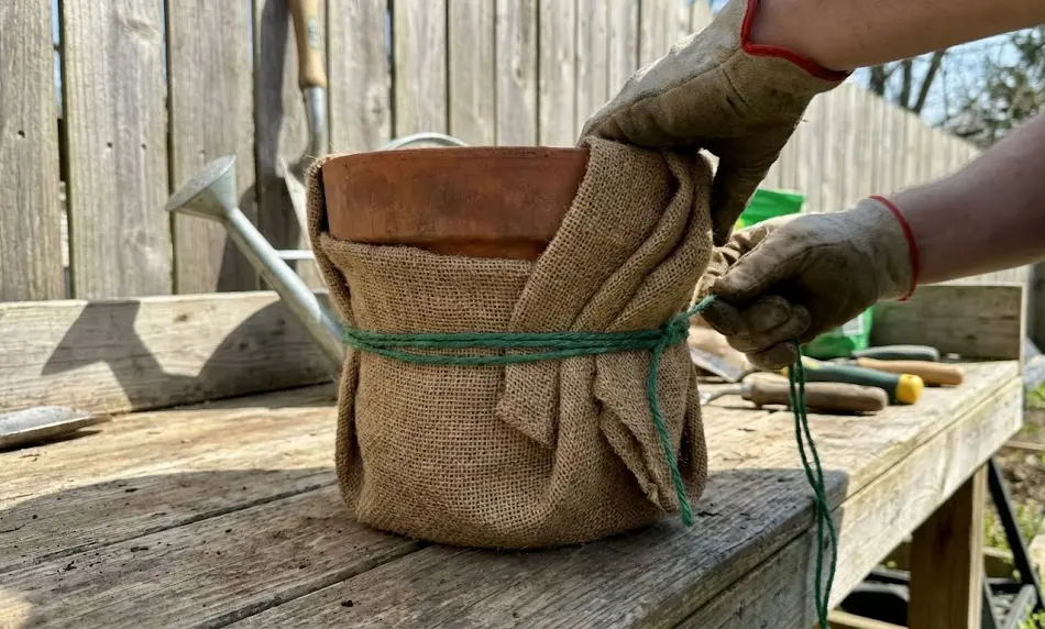A gardener's gloved hands securing a burlap wrap around a terracotta pot with green twine on a wooden workbench to insulate the roots against winter frost.