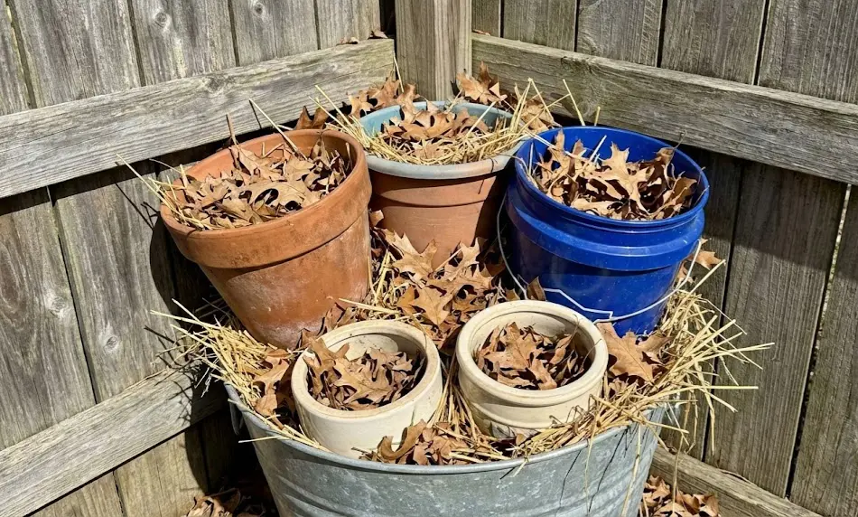 A group of potted plants clustered tightly together in a wooden fence corner, with dry leaves and straw packed between and on top of the pots for winter insulation.