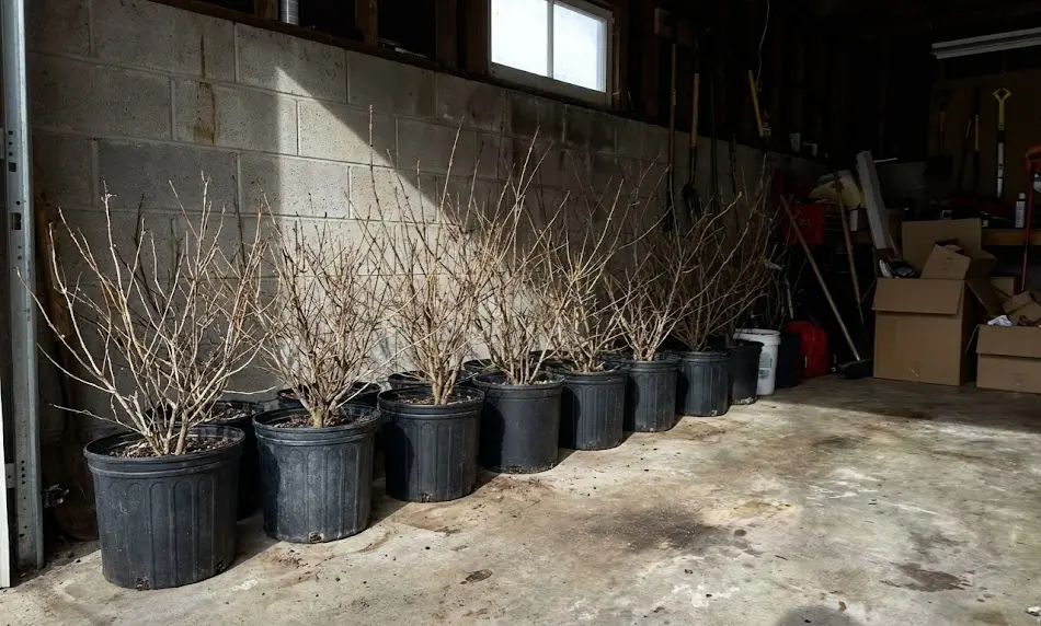 A row of dormant, leafless potted shrubs lining the concrete block wall of an unheated garage, absorbing indirect light from a small window during winter storage.