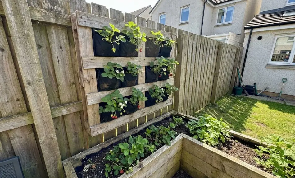 A vertical wooden pallet garden mounted securely to a backyard fence, featuring black landscape fabric pockets growing flowering strawberry plants, positioned directly above a lower wooden raised bed.
