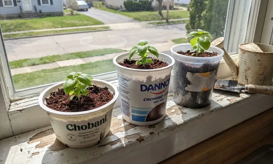 Three young basil plants transplanted into repurposed white Chobani and Dannon yogurt cups filled with dark coconut coir, sitting on a sunny, weathered white windowsill.