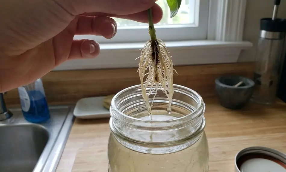 A hand holding a propagated basil stem suspended over a mason jar, revealing a thick cluster of white, branching roots approximately 2-3 inches long.