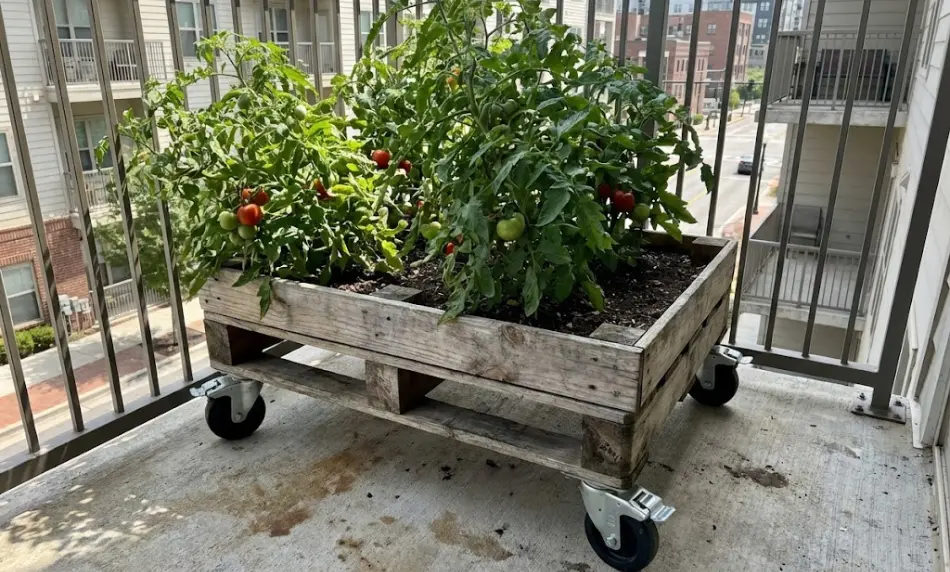 DIY wooden pallet planter box filled with large bushy tomato plants, sitting on four black heavy-duty locking caster wheels on a concrete apartment balcony with city buildings in the background.